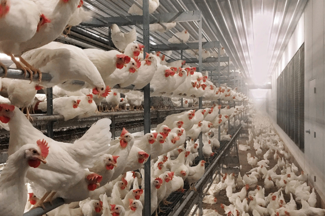 Battery Chickens - © 2025 Poultry World