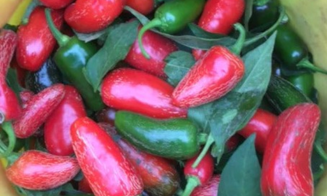Classic Jalapeño Peppers - ©2025 ecoumene.com