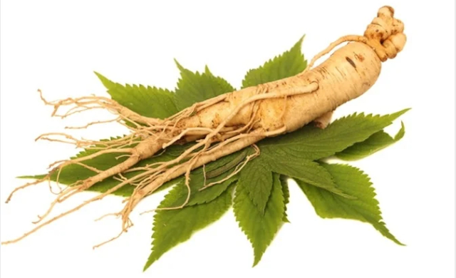 Ginseng Root - © 2025 UCLA Health