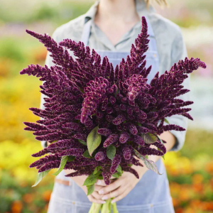 Amaranth - © 2025 edenbrothers.com