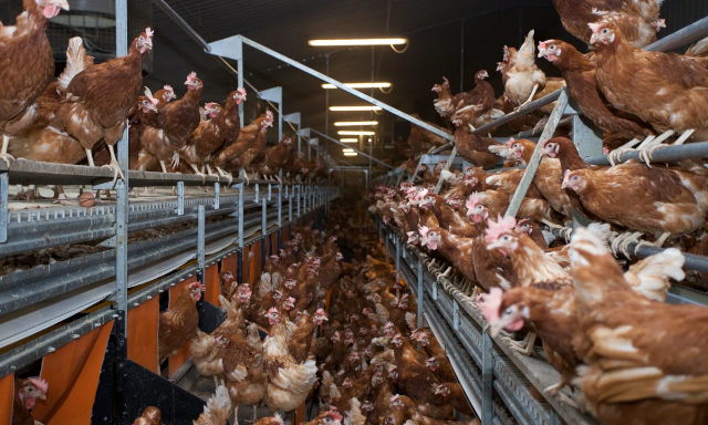 https://maggiejs.ca/wp-content/uploads/2025/05/Battery-Hens-©-2023-Mark-Henderson.jpg