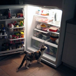 Open Frige Cat - © 2025 cruiseaddicts.com
