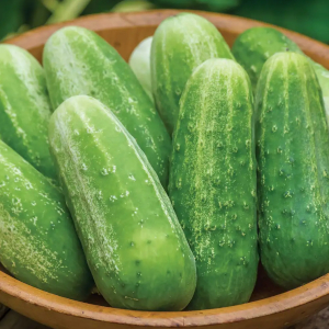 Pickling Cucumbers - ©2025 Burpee
