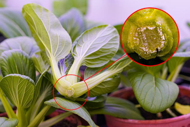 Microneedling - © 2025 MIT