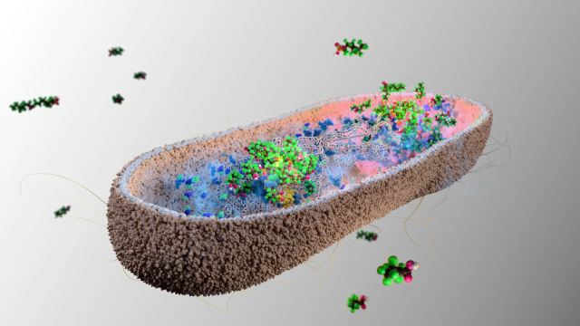 Anti-PFA Bacteria - © 2025 Peter Northrop - Cambridge U.