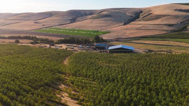 Oregon Cherry Orchard - © 2025 Evelio Contreras