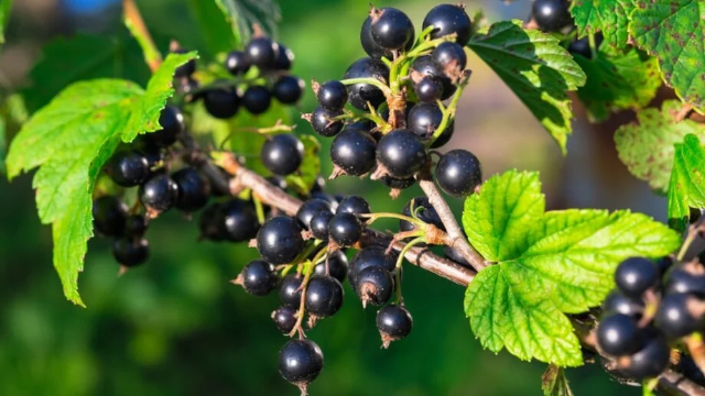 Black Currant - © 2022 Eric Vinje