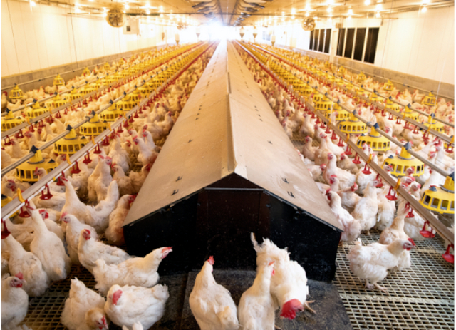 Chicken Barn - © 2025 manitobachicken.ca