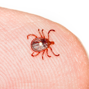 Lone Star Tick - © 2023 inspirahealthnetwork.org
