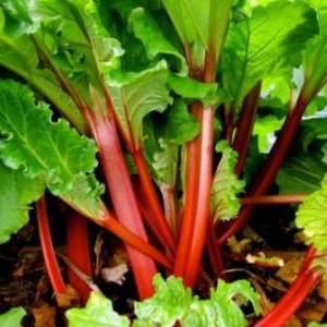 Rhubarb - 300 - © 2014 freshbynorthwest