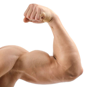 Flexed Bycep - © 2014 Julianvalentin