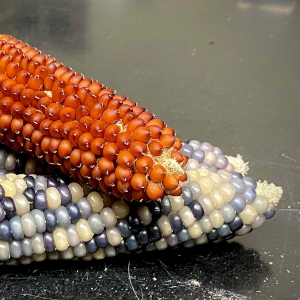 Blue & Orange Corn - © 2026 Lauren Quinn