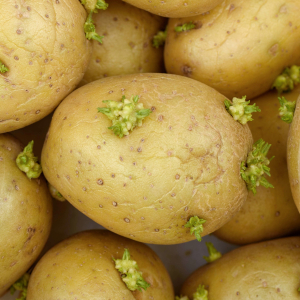 Sprouted Potatoes - 300 - © 2026 Sergie Dolgov