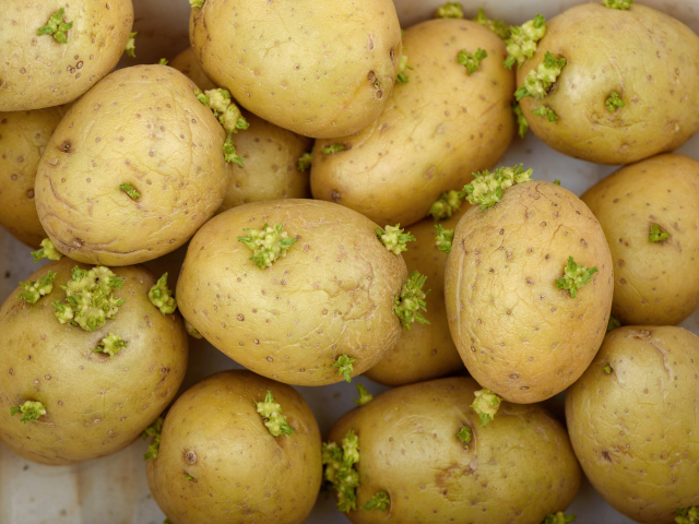Sprouted Potatoes - © 2026 Sergie Dolgov