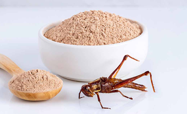 Cricket Protein - © 2026 Arisa Thebanchornchai