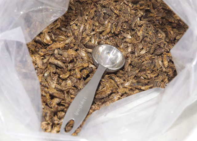 Dried Crickets - © 2026 Fred Thornhill - Canadian Press