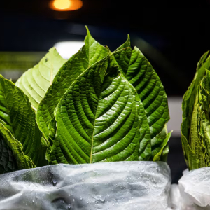 Kratom - 300 - © 2026 Lauren DeCicca