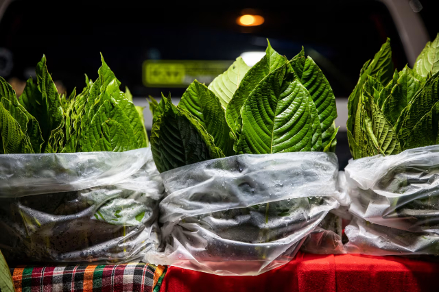 Kratom - © 2026 Lauren DeCicca