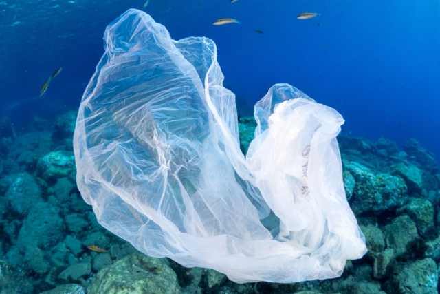 Plastic Wrap In Sea - © 2026 A. Martin UW Photography