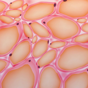 Adipose Tissue - © 2026 askthescientists.com