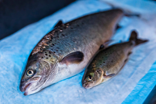 Salmon - GE vs Wild - © 2018 AquaBounty