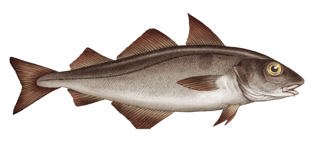 Haddock - © 2026 Atlantic Groundfish Council