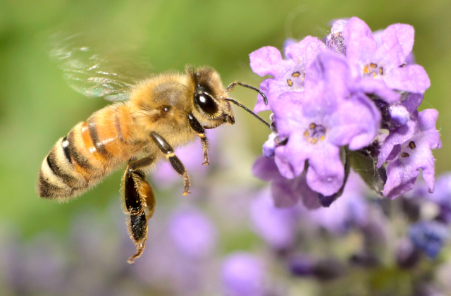 Honey Bee - © 2025 swansonsnursery.com