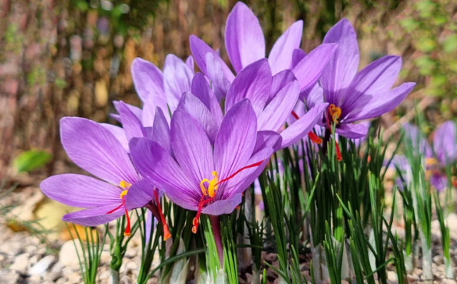 Saffron Crocus - © 2026 fotolinchen
