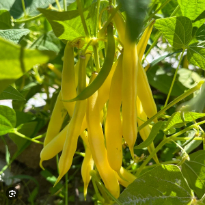 Wax Beans - © 2026 revivalseeds.ca