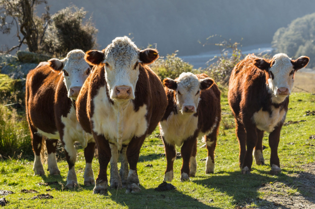 Beef Cattle - © 2025 cattlytics.com