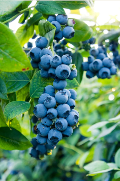 Blueberries on Bush - © eplants.ca