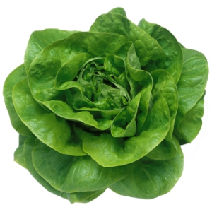 Butter Head Lettuce - 300 - © 2026 rijkzwaan.com