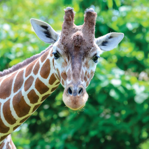 Giraffe - © 2026 St. Louis Zoo