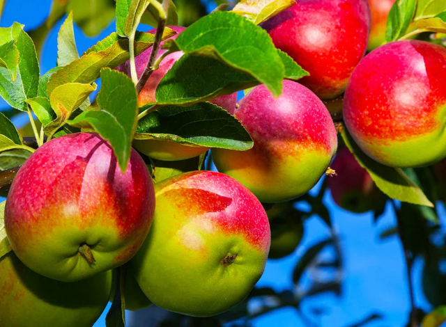 Macintosh Apples - © 2026 brighterblooms.com