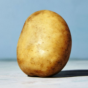 Poulette Potato - 300 - © 2026 Row 7 Seeds