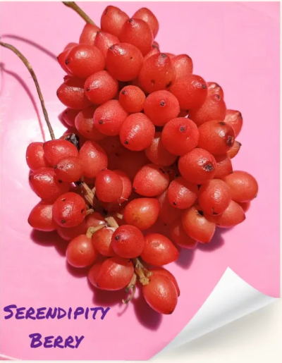 Serendipity Berry - © 2026 Bloomhood